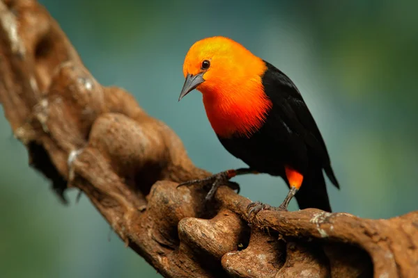 Szkarłatny Blackbird, Amblyramphus holosericeus, czarny ptak z pomarańczowo-czerwoną głową w tropikalnym lesie dżungli. Blackbird siedzi na drzewie z zielonym tle lasu, Argentyna, Ameryka Południowa. — Zdjęcie stockowe