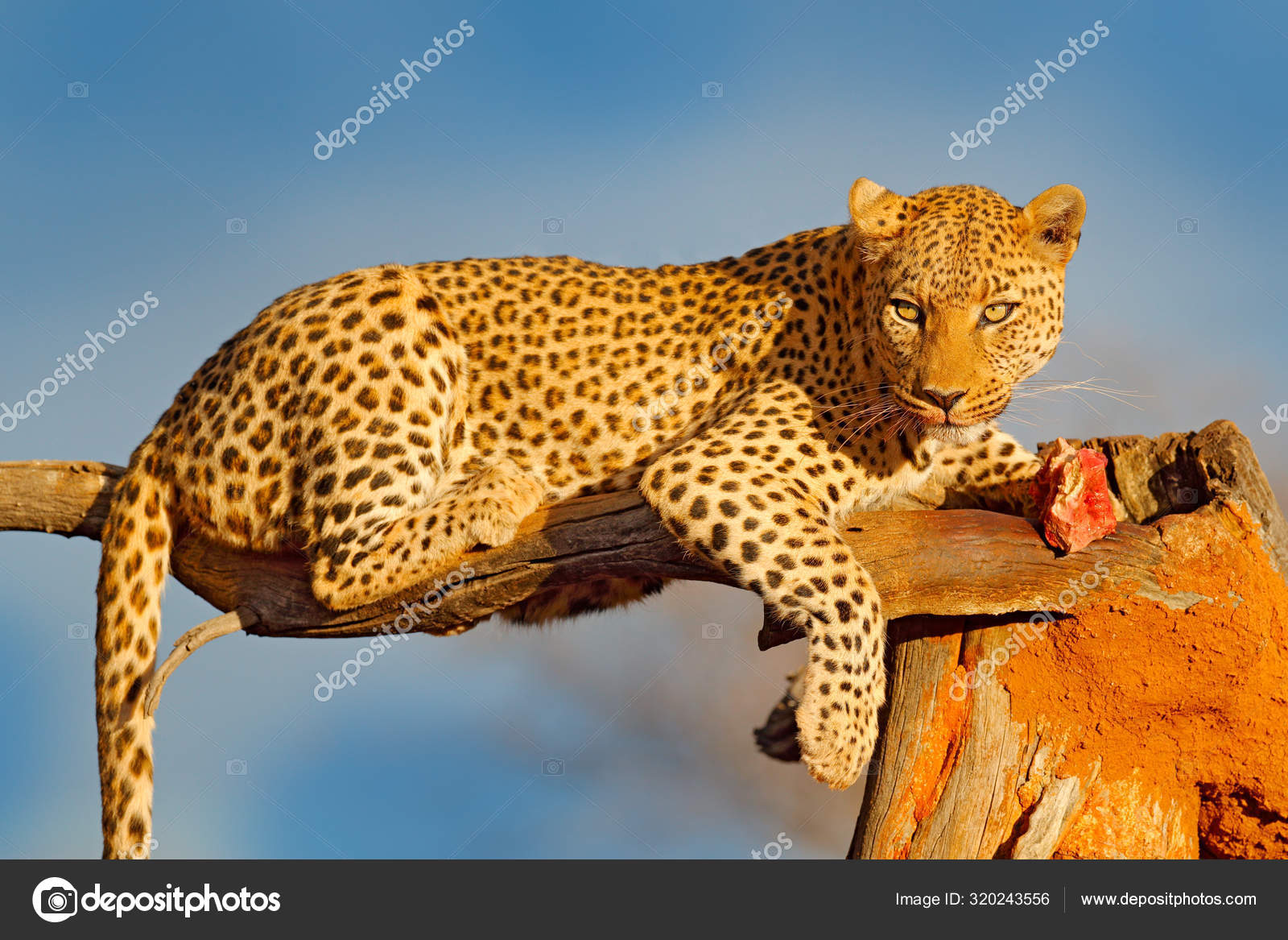 Αποτέλεσμα εικόνας για λεοπαρδαλη φωτο
