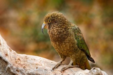Kea parrot, Nestor notabilis, green bird in the nature habitat, mountain in the New Zealand. Kea sititng on the tree trunk, wildlife scene from nature. Travelling in New Zealand. clipart