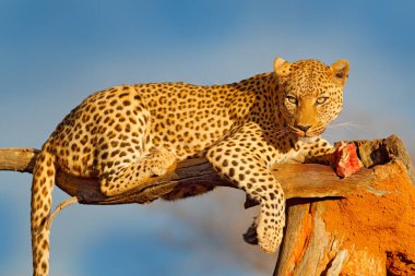Leopar yemi ağaçta. Afrika 'da hayvan öldürme davranışları. Zebra leşi olan vahşi bir kedi, Etosha, Namibya, Afrika 'da güzel bir akşam ışığı. Benekli kedi ve etin detaylı portresi.