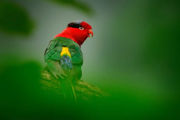 Stella 's Lorikeet, Charmosyna stellae, colourful parrot sitting on the branch, Animal in the nature habitat, green forest vegetation, West Papua, Tanimbar Islands and Babar in southern Moluccas, Asia . — стоковое фото