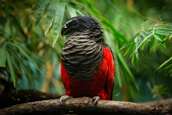 Zbliżenie Strzał Piękny Egzotyczny Ptak Siedzący Gałęzi — Zdjęcie stockowe