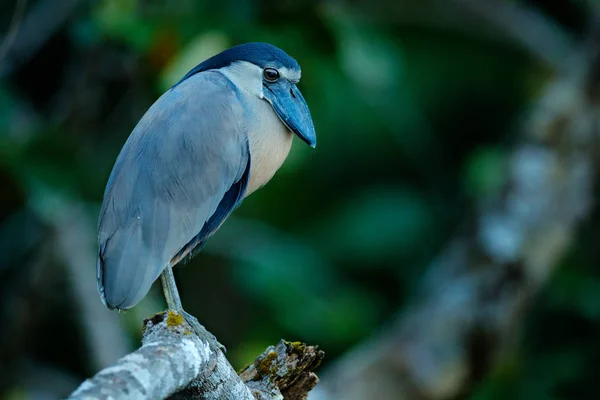 Bot gagalı balıkçıl, Cochlearius Cochlearius nehir suyunun yanındaki dala oturmuş, Corcovado Np, Kosta Rika. Karanlık ormanda büyük faturalı kuş, Orta Amerika 'dan Widllife sahnesi. — Stok fotoğraf