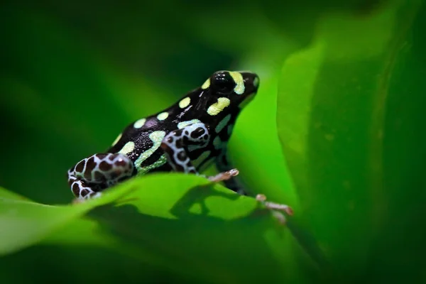 Ranitomeya vanzolinii, Brazilian spotted poison frog, in the nat — Stock Photo, Image