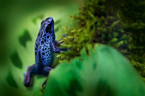 Dendrobates tinctorius 'True Sipaliwini', Dyeing Poison Dart Fro — Fotografia de Stock