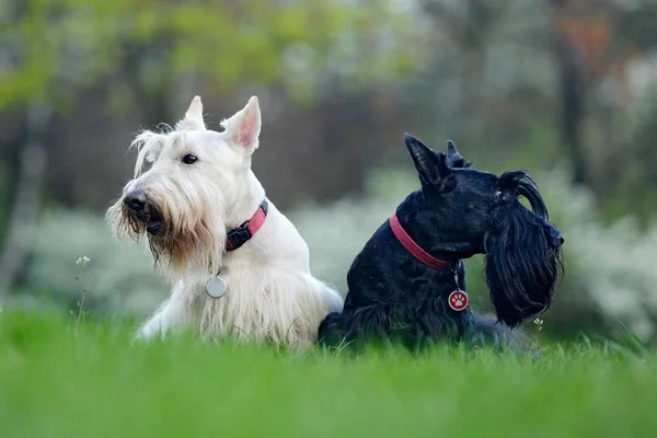 Perro blanco y negro. Hermosos terriers escoceses, sentado en césped de hierba verde, bosque en el fondo, Escocia, Reino Unido. Pareja de animales blancos y negros en el jardín . —  Fotos de Stock