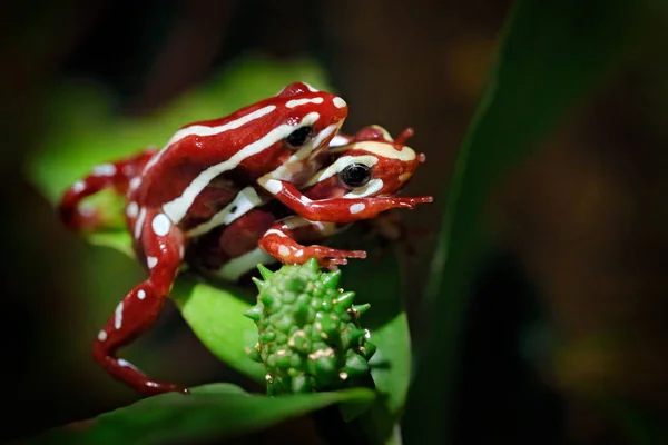 疫学者は、サンタイザベル、熱帯エクアドルの自然林の生息地で幻の毒ダーツカエルです。緑の植生における三色、両生類のマッチングを阻害します. — ストック写真