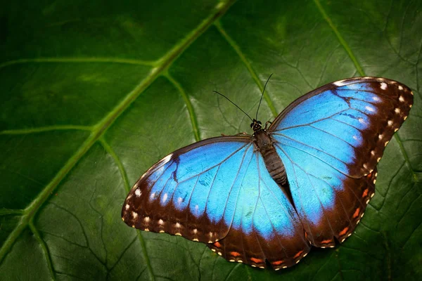 Mariposa Azul Morfo, Morfo peleides, sentado sobre hojas verdes, Costa Rica. Hermoso insecto azul en el hábitat natural . — Foto de Stock