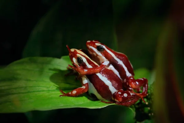 Epidobates anthonyi Santa Isabel, phantasmal poison dart frog in — Stock Photo, Image