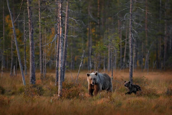 Bär im gelben Wald versteckt. Herbstbäume mit Bären, Spiegelung. schöner Braunbär, der um den See spaziert, Herbstfarben. — Stockfoto