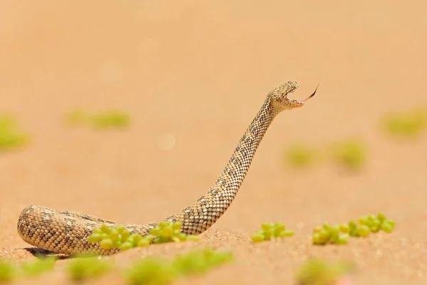 Bitis peringueyi, P ringuey's Adder, Namibya kum çölünden zehirli yılan. Doğa habitat küçük engerek, Afrika'da Namib-Naukluft Park. Doğadan vahşi yaşam sahnesi, sürüngen davranışı, güneşli bir gün. — Stok fotoğraf