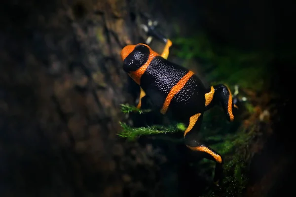 Ranitomeya imitator 'Baja Huallaga', Mimic poison frog in nature — Stock Photo, Image