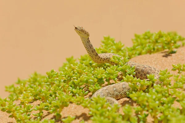 Bitis peringueyi, P ringuey's Adder, Namibya kum çölünden zehirli yılan. Doğa habitat küçük engerek, Afrika'da Namib-Naukluft Park. Doğadan vahşi yaşam sahnesi, sürüngen davranışı, güneşli bir gün. — Stok fotoğraf