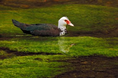 Muscovy Duck, Cairina Moschata, yeşil bitki sularında, ördeğin bir üyesidir, Güney Amerika 'nın güney kesiminde bulunabilir..