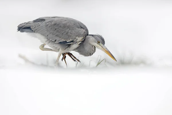 Garza gris en nieve blanca, viento durante el frío invierno. Escena de fauna de Polonia naturaleza. Tormenta de nieve con ave. Garza con nieve en el hábitat natural . —  Fotos de Stock