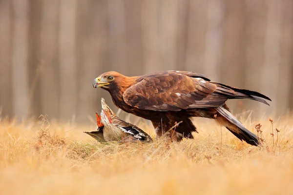 Golden Eagle feeding on kill duck, first snow in nature. Brown big bird in the nature habitat, Germany.  Bird bahaviour, wildlife scene from nature. — Stock Photo, Image