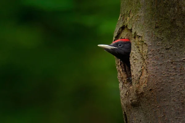 Woodpecker with chick in the nesting hole. Black woodpecker in t — Stock Photo, Image