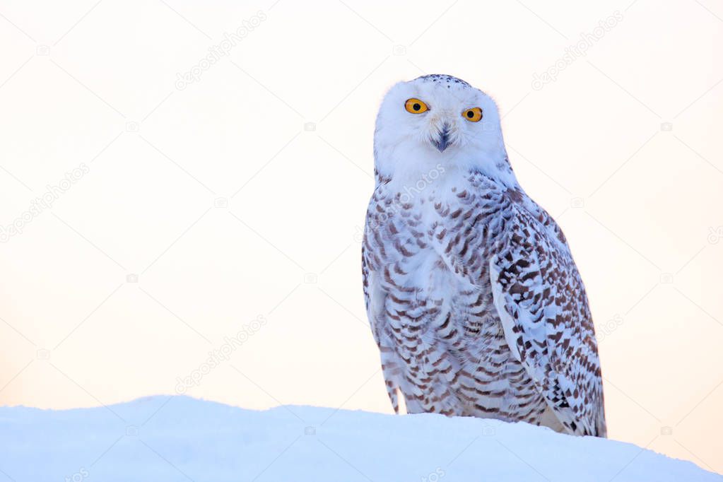 Snowy owl sitting on the snow in the habitat. Cold winter with white bird. Wildlife scene from nature, Manitoba, Canada. Owl on the white meadow, animal behaviour.