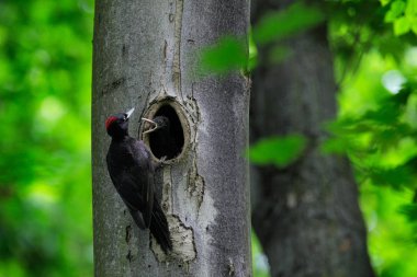 Yuvalama deliğinde civciv olan ağaçkakan. Yeşil yaz ormanında siyah ağaçkakan. Doğa habitat siyah kuş ile yaban hayatı sahnesi.