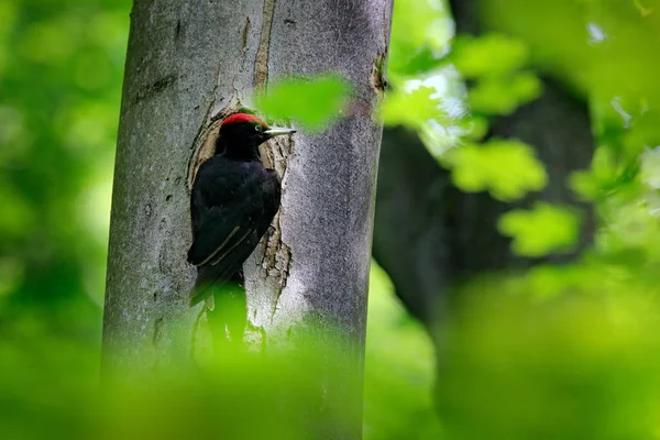 Pica-pau com pinto no buraco de nidificação. Pica-pau preto na floresta verde de verão. Cena de vida selvagem com pássaro preto no habitat da natureza . — Fotografia de Stock