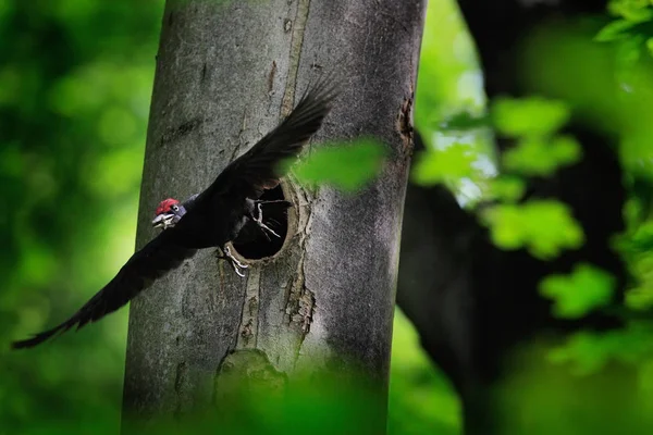 Pica-pau com pinto no buraco de nidificação. Pica-pau preto na floresta verde de verão. Cena de vida selvagem com pássaro preto no habitat da natureza . — Fotografia de Stock