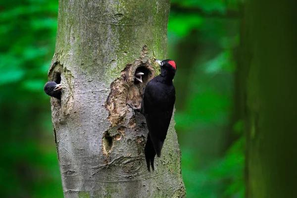 Δρυοκολάπτη με γκόμενα στην τρύπα φωλιάσματος. Μαύρο δρυοκολάπτη στο καταπράσινο καλοκαιρινό δάσος. Άγρια ζωή σκηνή με μαύρο πουλί στο περιβάλλον της φύσης. — Φωτογραφία Αρχείου