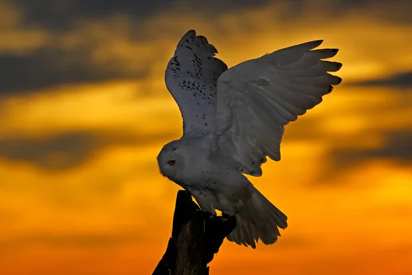 Красивое небо на закате с летающей совой. Снежная сова, Nyctea scandiaca, редкая птица сидит на стволе дерева . — стоковое фото