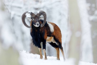 Mouflon, Ovis oryantalis, kar ortamında boynuzlu hayvan. Çek Cumhuriyeti 'nde boynuzlu bir memelinin yakın plan portresi. Soğuk karlı ağaç bitkisi, beyaz doğa. Ormanda karlı kış.