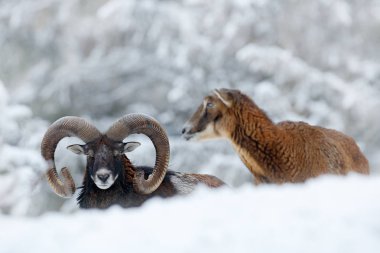 Mouflon, Ovis oryantalis, kar ortamında boynuzlu hayvan. Çek Cumhuriyeti 'nde boynuzlu bir memelinin yakın plan portresi. Soğuk karlı ağaç bitkisi, beyaz doğa. Ormanda karlı kış.