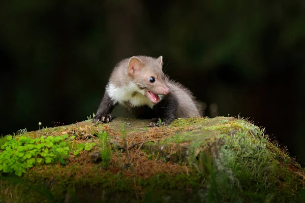 Schöne niedliche Waldtier. Buchenmarder, Martes foina, mit klarem grünen Hintergrund. kleines Raubtier, das auf dem Baumstamm im Wald sitzt. Wildszene aus Deutschland. — Stockfoto