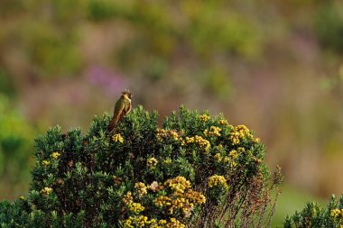 Sakallı Kask-crest, Oxypogon guerinii stuebelii, Kolombiya güzel bir ibik sinekkuşu. Los Nevados Ulusal Parkı'ndan bir kuş. Doğa habitatındaki hayvan.