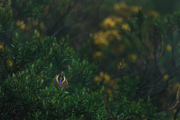 Casco-cresta barbuda, Oxypogon guerinii stuebelii, hermoso colibrí cresta de Colombia. Aves del Parque Nacional Los Nevados. Animales en el hábitat natural . — Foto de Stock