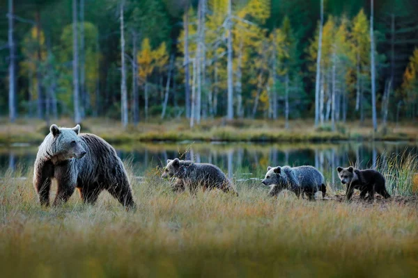 Berenfamilie in taiga. Drie bruine berenwelpen met moeder. Prachtig. — Stockfoto