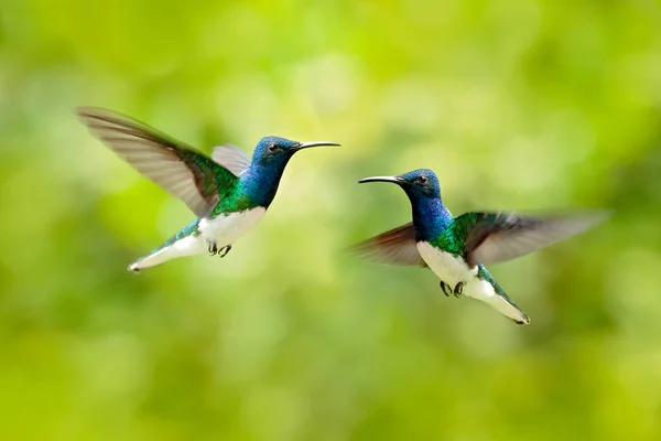 Ptačí souboj, kolibříku. Létající modrý a bílý kolibřík Jacobin s bílým krkem, Florisuga Mellivora, z Kolumbie, jasné zelené pozadí. Pták s otevřeným křídlem. Divoká příroda z přírody. — Stock fotografie
