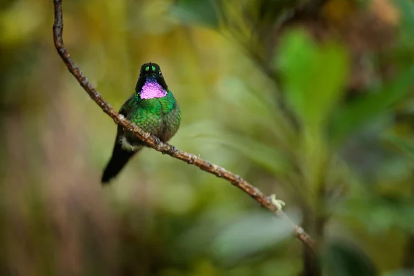 Tourmaline Sunangel, assise sur la branche en Équateur. Oiseau à gorge rose et plumage dans l'habitat de la forêt tropicale. Scène animalière de la nature. Colibri avec gorge rose . — Photo