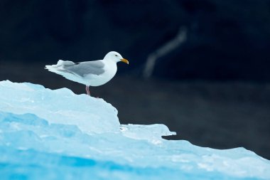 Bird on the ice, winter scene from Arctic. Black-legged Kittiwake, Rissa tridactyla, with blue ice glacier in background, Svalbard, Norway. clipart