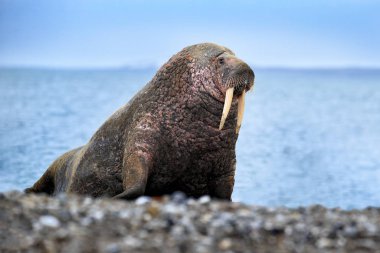 Walrus on the sand beach. Detail portrait of Walrus with big white tusk, Odobenus rosmarus, big animal in nature habitat on Svalbard, Norway. clipart