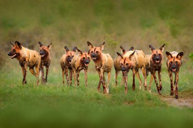 Vahşi köpek, sürüsü ormanda yürüyor, Okavango detla, Botseana, Afrika. Büyük kulaklı tehlikeli benekli hayvan. Afrika safarisinde boyalı köpek avlamak. Vahşi yaşam sahnesi, boyanmış kurtlar..