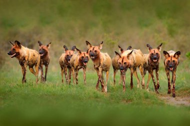 Wild dog, pack walking in the forest, Okavango detla, Botseana in Africa. Dangerous spotted animal with big ears. Hunting painted dog on African safari. Wildlife scene from nature, painted wolfs. clipart