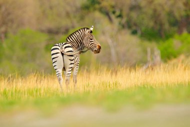 Sarı altın otlu zebra. Burchell 'in zebrası, Equus quagga burchellii, Nxai Pan Ulusal Parkı, Botswana, Afrika. Yeşil çayırdaki vahşi hayvan. Afrika safarisinde vahşi yaşam.