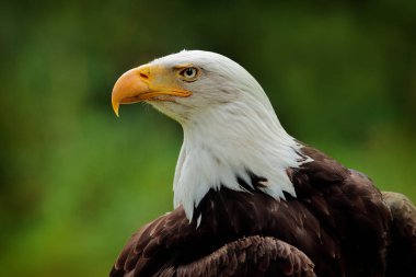 Kel Kartal, Haliaeetus leucocephalus, beyaz başlı ve sarı gagalı kahverengi yırtıcı kuşun portresi, Amerika Birleşik Devletleri 'nin özgürlüğünün sembolü. Güzel ayrıntılı portre.