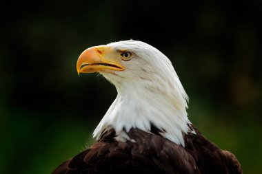 Kel Kartal, Haliaeetus leucocephalus, beyaz başlı ve sarı gagalı kahverengi yırtıcı kuşun portresi, Amerika Birleşik Devletleri 'nin özgürlüğünün sembolü. Güzel ayrıntılı portre.