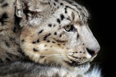 Yeşil vejetaryen kar leoparı portresi, Kaşmir, Hindistan. Asya 'dan vahşi yaşam sahnesi. Büyük kedi kar leoparı Panthera uncia 'nın detaylı portresi..