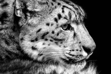 Yeşil vejetaryen kar leoparı portresi, Kaşmir, Hindistan. Asya 'dan vahşi yaşam sahnesi. Büyük kedi kar leoparı Panthera uncia 'nın detaylı portresi..