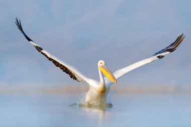 Kuş suda başlar. Dalmaçyalı pelikan, Pelecanus crispus Yunanistan 'ın Kerkini Gölü' ne iniyor. Kanatları açık pelikan. Avrupa doğasından vahşi yaşam sahnesi. 