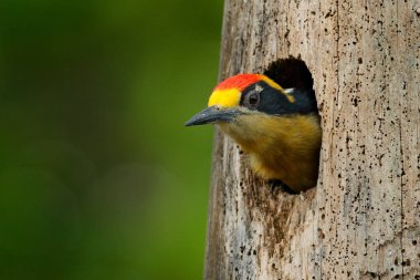 Ağaç deliğindeki kuş, ayrıntılı portre. Altın peçeteli ağaçkakan, Melanerpes chrysauchen, yuva deliği olan ağaç tepesinde oturuyor, doğa habitatında siyah ve kırmızı kuş, Corcovado, Kosta Rika. 