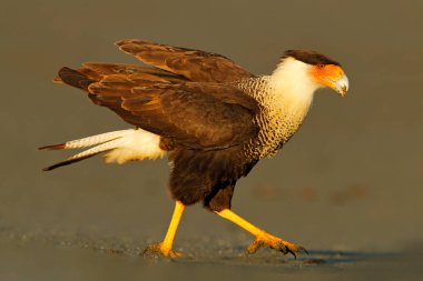 Caracara, kumsalda oturuyor, Corcovado Np, Kosta Rika. Güney Caracara planküsü, sabah vakti. Yırtıcı kuş kaplumbağa yumurtası yiyor. Doğadan vahşi yaşam sahnesi, Orta Amerika. Deniz plajı.