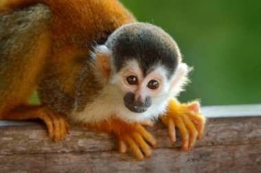 Maymun, tropik ormanda uzun kuyruk. Sincap maymunu, Saimiri oerstedii, ağaç gövdesinde yeşil yapraklarla oturuyor, Corcovado Np, Kosta Rika. Maymun, ayrıntılı yüz portresi. Vahşi yaşam doğası.