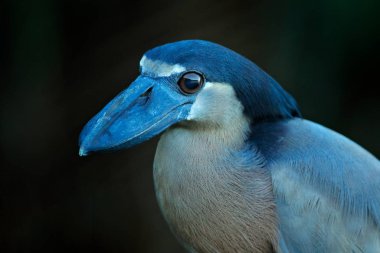 Tekne faturası ayrıntıları. Bot gagalı balıkçıl, Cochlearius Cochlearius nehir suyunun yanındaki dala oturmuş, Corcovado Np, Kosta Rika. Kara Orman 'da faturalı kuş, Vahşi Yaşam Sahnesi Amerika,