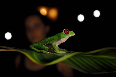 Gece ormanında güzel bir amfibi. Yeşil bitkilerin arasına gizlenmiş kırmızı kurbağa gözünün ayrıntıları. Kırmızı gözlü ağaç kurbağası, Agalychnis callidryas, büyük gözlü hayvan, doğal yaşam alanı Kosta Rika. 